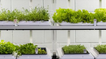 These micro-farms put a new spin to farm-to-table