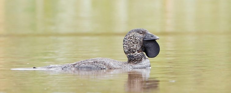 These Australian Ducks Can Learn to Swear Like People, And Biologists Are Excited