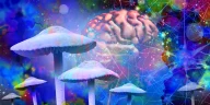 Psilocybin: Unlock Your Brain's Present Moment