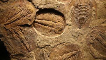 Eyes Of 500-Million-Year-Old Sea Creature Inspire Revolutionary High-Tech Camera