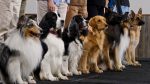Breed Has Little Effect On Dog Behavior, Study Says