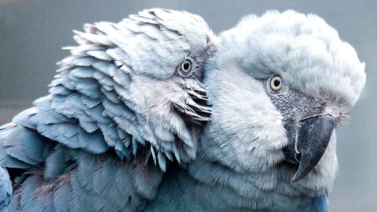 Spix’s Little Blue Macaws Are Returning To The Wild In Brazil