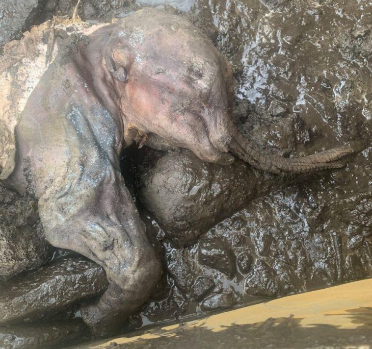 Baby Woolly Mammoth Found In The Klondike Most Complete Mummified Ice Age Animal Found In North America