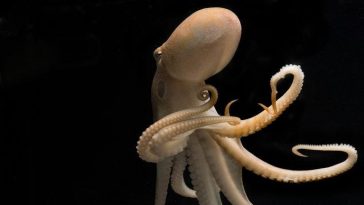 On Artificial General Intelligence, AI Sentience, And Large Language Models