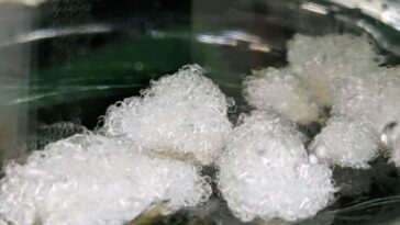 Lab-Grown Cotton Enters The Market With Galy-Suzuran Partnership