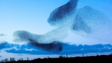 How To Make Group Decisions Quickly – Advice For Web3 From Birds