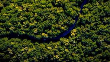 Saving Our Rainforests - The Business Case For Acting On Nature