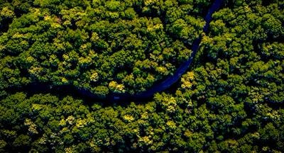 Saving Our Rainforests - The Business Case For Acting On Nature