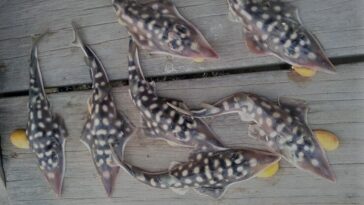 International Research Team Embarks On Quest To Save Elusive Shark Relative