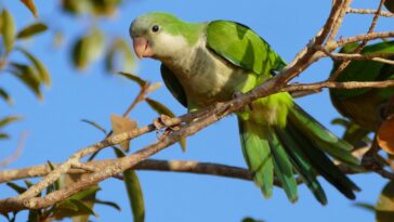 Parrots Mimic Sounds, Yet They Still Recognize Each Other’s Voices — How?