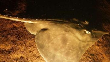 Saving The Maugean Skate: A Race Against Time