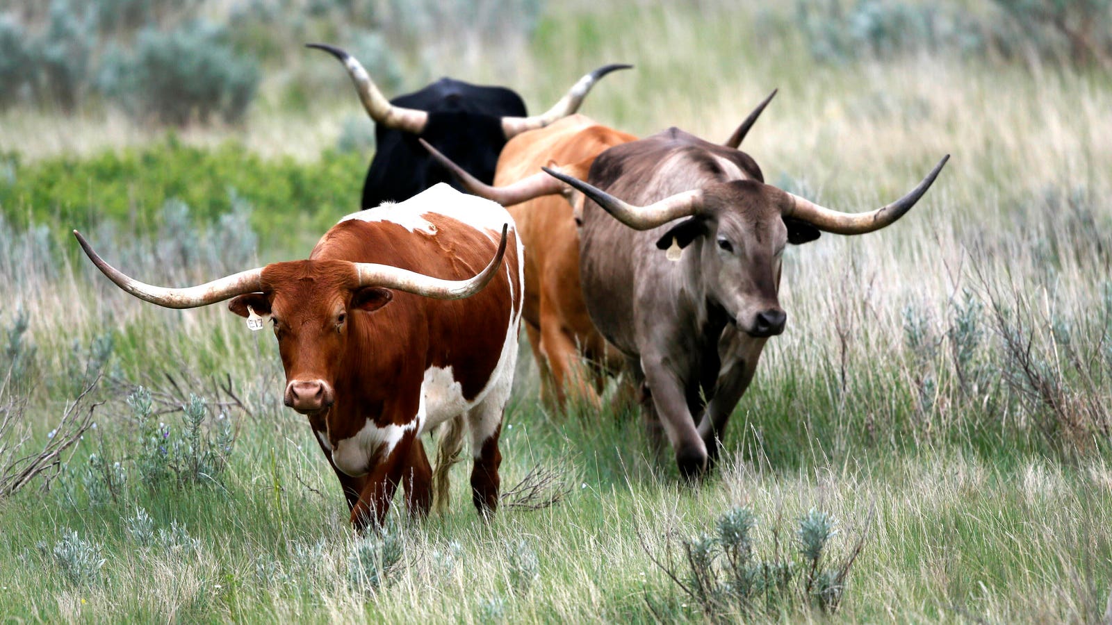 What To Know About Anthrax As WHO Warns Of Growing Outbreaks In Africa