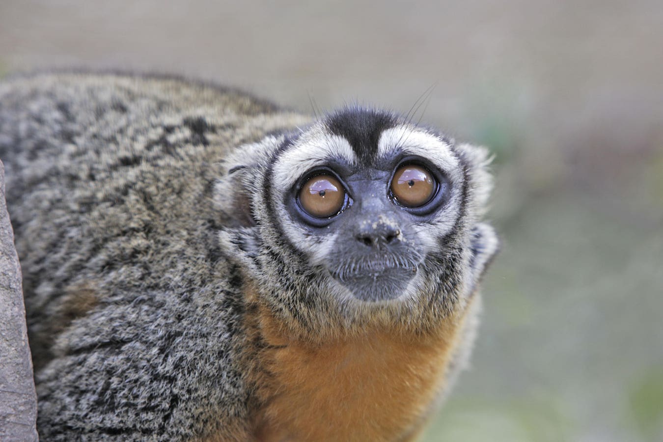 What Happens To Colombia’s Night Monkeys After Biomedical Studies?