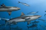 Grey Reef Sharks Found Resting, Rewriting What We Know Them