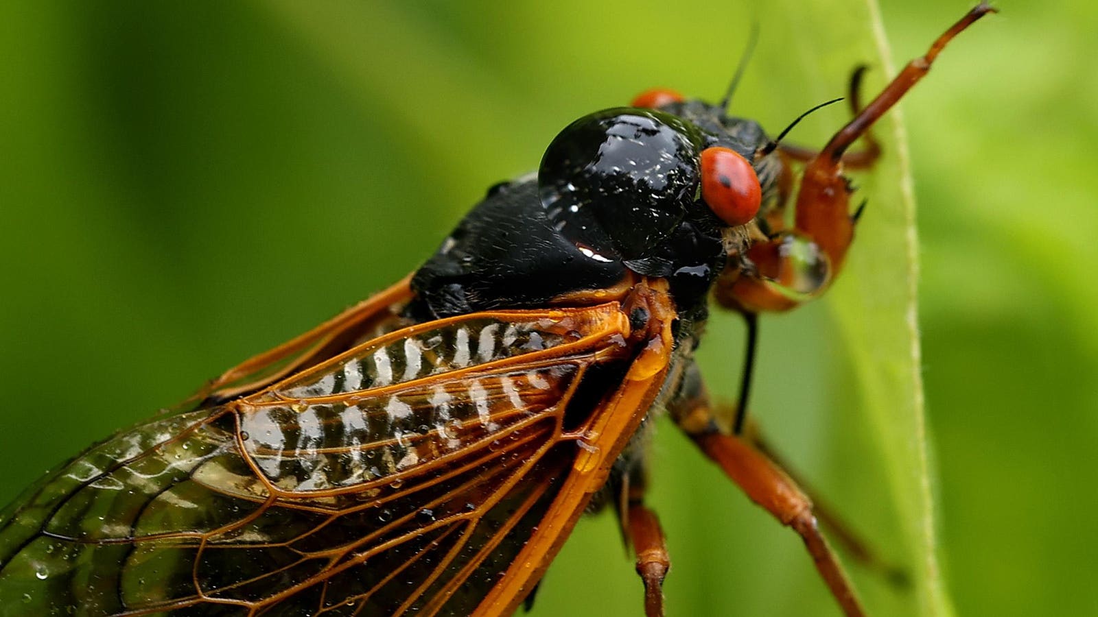 Here Come The Cicadas: Millions Of Noisy Bugs Will Plague U.S. This Spring—But Bring These Benefits