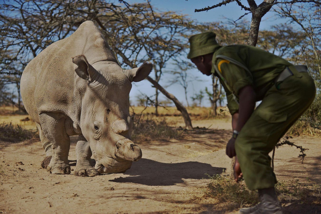 Photo Of Northern White Rhino Being Protected By Armed Guard Went Viral