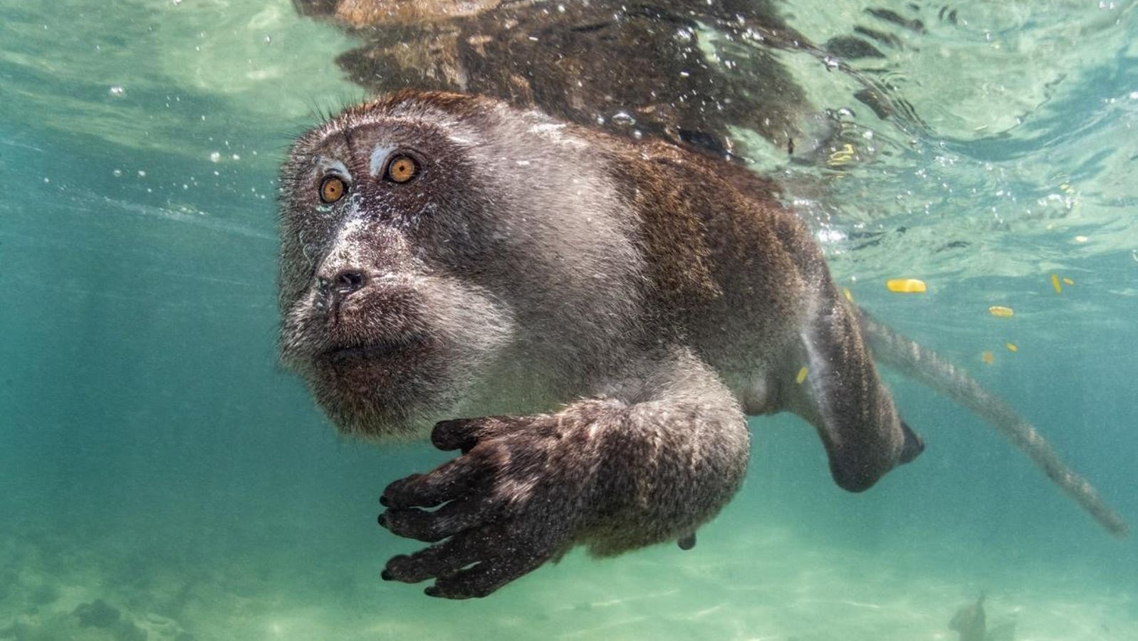 Stunning Underwater Photos: Winners Of Ocean Art Contest Inspire Awe