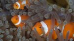 Clownfish Count Other Fish’s Stripes To Distinguish Friend From Foe