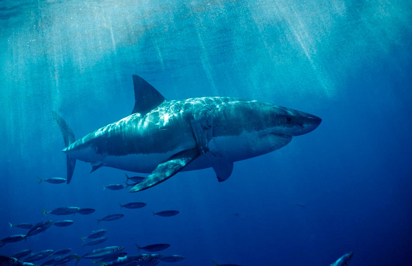 Global Insights Into Fatal Shark Bites