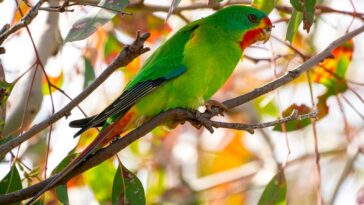 Traits That Predict Increased Extinction Risk For Australian Birds