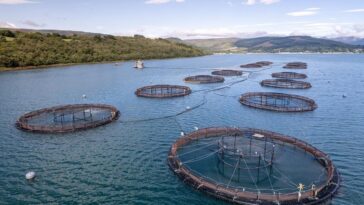 Council Post: Fish Farming Is The Sustainable Solution To Overfishing
