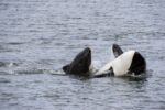 Killer Whales Challenge Great White Sharks For Ocean Supremacy Killer Whales Challenge Great White Sharks For Ocean Supremacy