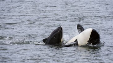 Killer Whales Challenge Great White Sharks For Ocean Supremacy