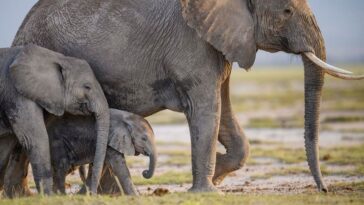 The Story Of 'Queens': A Unique Look At Nature's Matriarchs