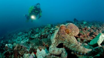 5 Reasons Why We’ll Never Encounter Octopus-Like Space Aliens
