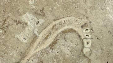 Dentist Shocked To Find Ancient Human Jaw Embedded In Home Floor Tile