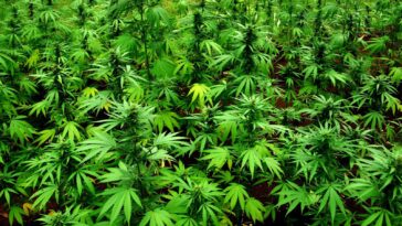 The US Federal Government Plans To Reclassify Marijuana From A Schedule I To Schedule III Drug. Here Are The Concerns