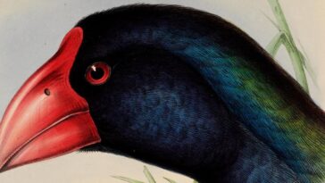 Meet 2 ‘Lost’ Species—A Flightless Bird And Gliding Mammal—Rediscovered 50+ Years Later