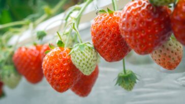 How Oishii Uses Bees, Robots And Solar To Sustainably Grow Strawberries Indoors