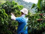 Quality Through Sustainability: How Illy's Regenerative Practices Create Award-Winning Brazilian Coffee
