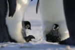 What It Took To Film ‘Secrets Of The Penguins’ In -40° Cold What It Took To Film ‘Secrets Of The Penguins’ In -40° Cold