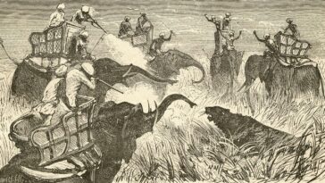 100,000 Apex ‘Feline’ Predators Roamed The Earth In 1900 — Today, Only A Few Thousand Remain. A Biologist Explains, And Reveals The 3 Subspecies Lost Forever