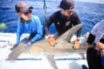 How Miami’s Waters Are A Lifeline For Hammerheads