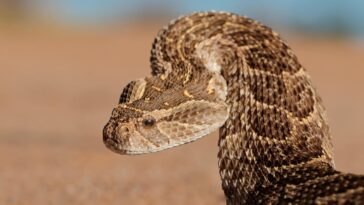 A Biologist Spotlights 3 ‘Extreme’ Snakes — By Strike Speed, Ground Speed And Air Speed