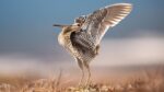 Meet The ‘Transcontinental’ Bird That Can Fly For 80+ Hours Without Taking A Rest. Hint: It Spends Its Summers In Sweden