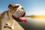Summer Heatwaves Are Dangerous For Pets. Here’s How To Protect Them