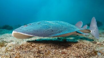 Why Even Sharks Avoid Electric Rays