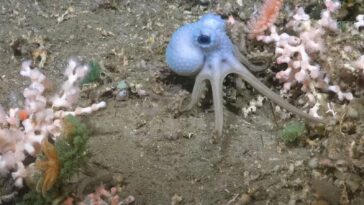 Deep-Sea Livestream Stirs Awe, And Political Resistance, In Argentina