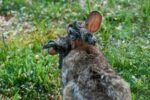 Is The Virus Causing ‘Zombie Rabbits’ A Threat To Humans? Is The Virus Causing ‘Zombie Rabbits’ A Threat To Humans?