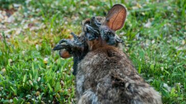 Is The Virus Causing ‘Zombie Rabbits’ A Threat To Humans?