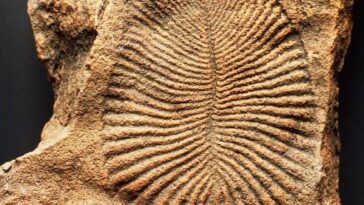 500-Million-Year-Old Fossil Molecules Offer Rare Insight Into How Earth’s First Animals Lived And Ate 500-Million-Year-Old Fossil Molecules Offer Rare Insight Into How Earth’s First Animals Lived And Ate