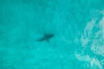 Why You Can’t Count On Seeing Sharks From The Air In New York
