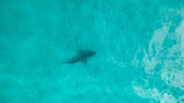 Why You Can’t Count On Seeing Sharks From The Air In New York Why You Can’t Count On Seeing Sharks From The Air In New York