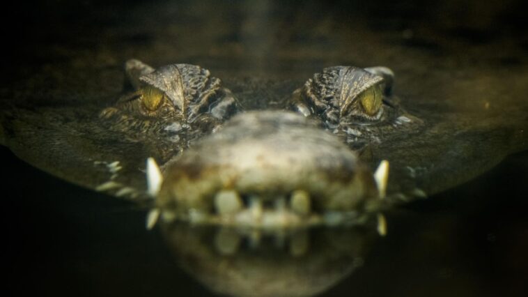How To Avoid Data Lake Crocodiles