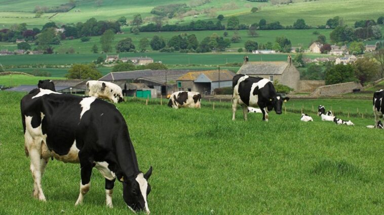 How Startups Are Helping The Livestock Farming Sector Reduce Emissions How Startups Are Helping The Livestock Farming Sector Reduce Emissions