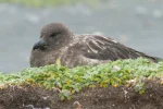 Australia: Dead Skua Ends Last Continent's Bird Flu Shield Australia: Dead Skua Ends Last Continent's Bird Flu Shield